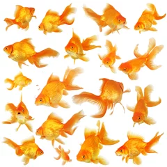 Fotobehang Collage of beautiful fantail goldfish © Jaren Wicklund