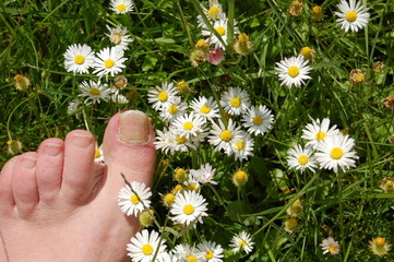 g&auml;nsebl&uuml;mchen