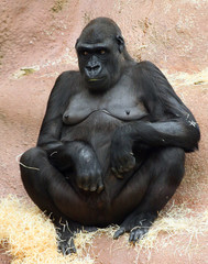 Female gorilla in ZOO Prague - Czech Republic Europe