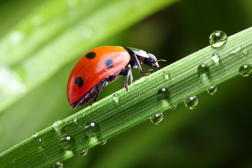 Lieveheersbeestje dat langs het groene natte gras loopt.