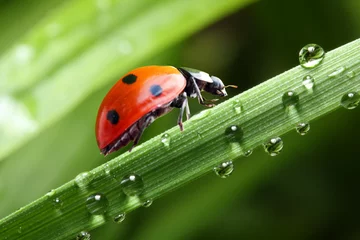 Peel and stick wallpaper Spring Ladybug running along the green wet grass.