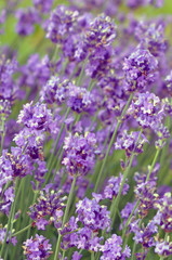 lavendel