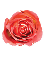 red rose bud