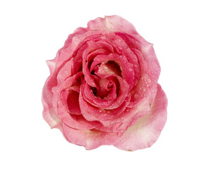 flowers, rosebud, rose, pink