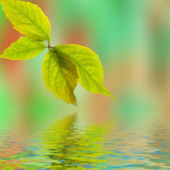 Fototapeta premium Leafage of wild grape