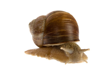 Snail isolated on white background