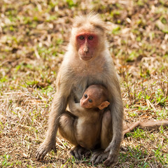 Bonnet Macaque Mother with Baby