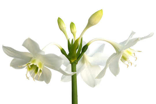 fleurs blanches du lys de la vierge sur un fond blanc