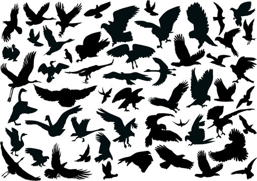 fifty four bird silhouettes