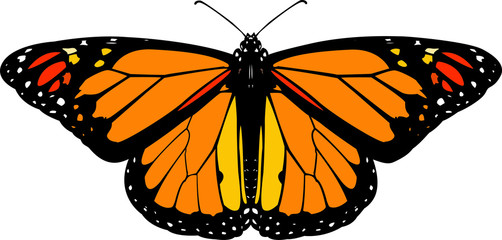 Monarch butterfly vector - obrazy, fototapety, plakaty