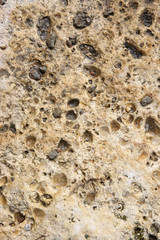 texture of cockleshell