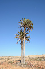 Palm Tree on Canary Island Fuerteventura, Spain