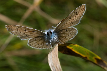 Obraz premium Blaupelz