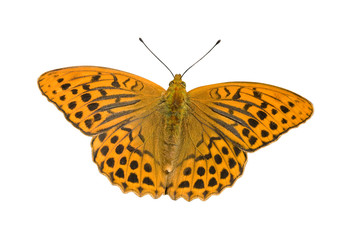 Obraz premium Butterfly