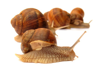Snails