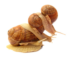 Snails