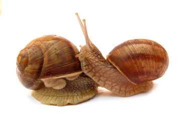Snails
