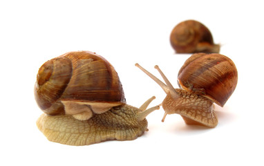 Snails