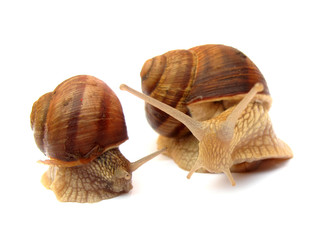Snails