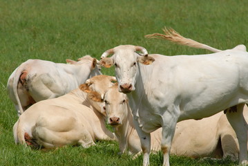 vaches