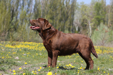 labrador retriever chocolat immobil de profil dans l'herbe