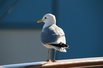 Seemöwe