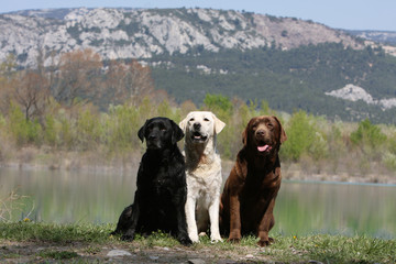 trois labrador retriever de couleurs différentes assis ensemble