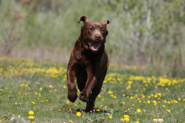 labrador retriever de face courant les oreilles au vent-chocolat