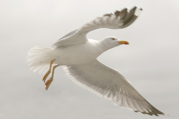 Lift the gull with white background