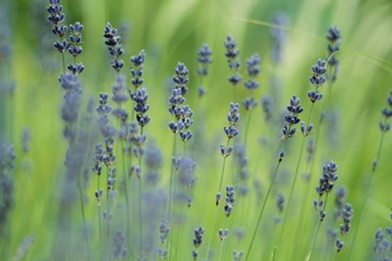 Lavendel