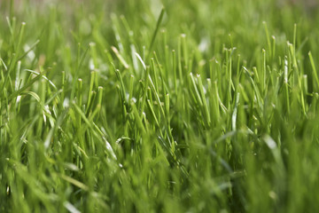 Close up Gras, Grashalme, Wiese