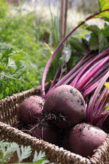 Beetroot