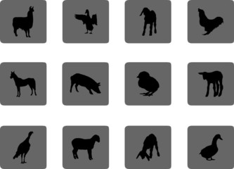 Animals