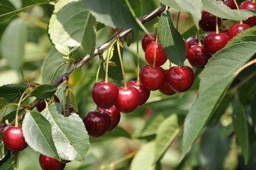 Obraz premium red cherries