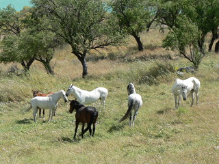 Naklejka na ściany i meble Pferde in Andalusien 01