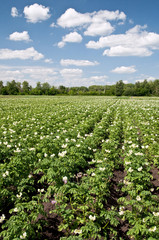 Fototapeta na wymiar Plantation of potatoes