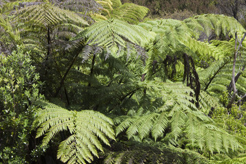 Tree Ferns