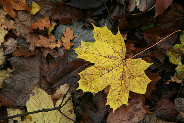 Ahornblatt im Herbst