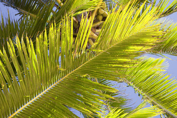 Coco Palm Fronds