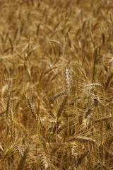 Fototapeta premium Golden wheat