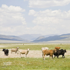 Fototapeta na wymiar vacas