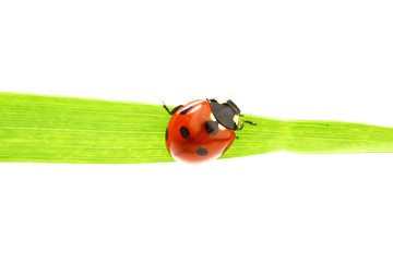Fototapeta premium ladybug on grass