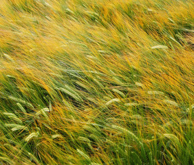 Ripening Ears of Barley