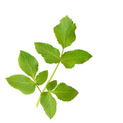 Angelica Herb Leaf Sprig