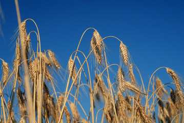 Wheat and sky