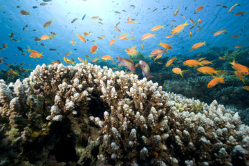 Naklejka na ściany i meble Rafy koralowej
