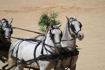 Carruaje de caballos.