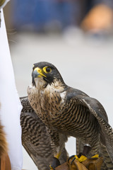 Falke Greifvogel