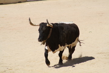 Conduciendo ganado.