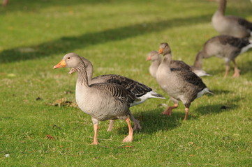 Gänsemarsch